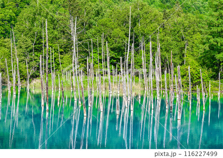 北海道美瑛町の青い池 116227499
