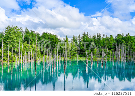 北海道美瑛町の青い池 北海道美瑛町の青い池 116227511