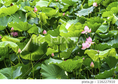 京都嵐山、小倉池の蓮 116227910