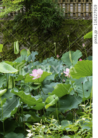 京都嵐山、小倉池の蓮 116227919
