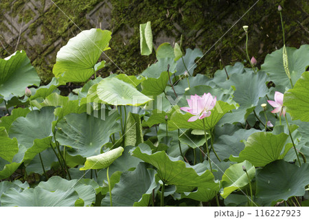 京都嵐山、小倉池の蓮 116227923