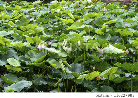 京都嵐山、小倉池の蓮 京都嵐山、小倉池の蓮 116227995