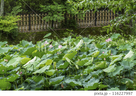 京都嵐山、小倉池の蓮 京都嵐山、小倉池の蓮 116227997