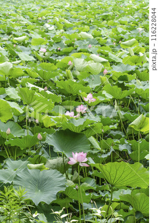 京都嵐山、小倉池の蓮 116228044