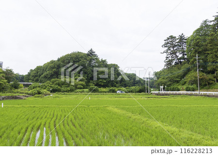 横浜の原風景（寺家ふるさと村）の夏 116228213