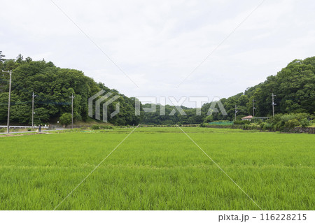 横浜の原風景(寺家ふるさと村)の夏 横浜の原風景(寺家ふるさと村)の夏 116228215