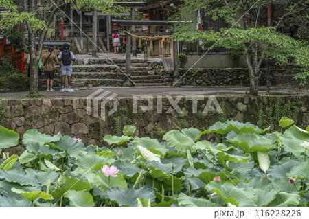 京都嵐山、小倉池の蓮 京都嵐山、小倉池の蓮 116228226