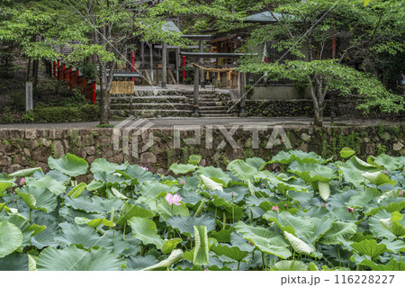 京都嵐山、御髪神社と小倉池の蓮 116228227