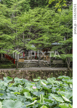 京都嵐山、御髪神社と小倉池の蓮 京都嵐山、御髪神社と小倉池の蓮 116228231