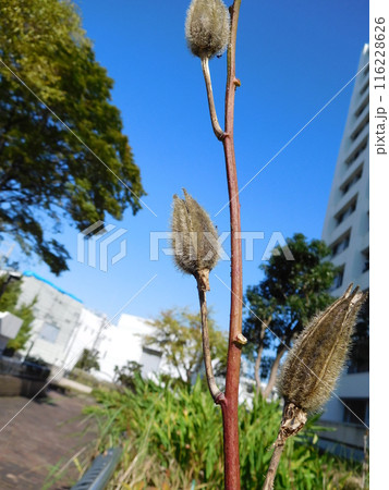 モミジアオイの蒴果 モミジアオイの蒴果 116228626