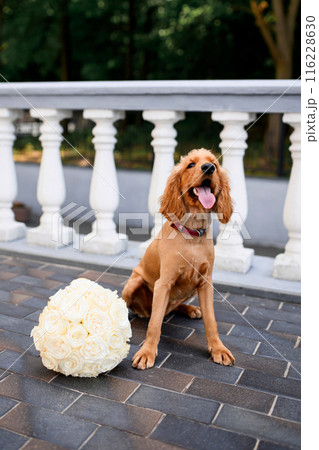 A spaniel with a wedding bouquet. Spaniel at the wedding. A dog with a bouquet of roses. 116228630