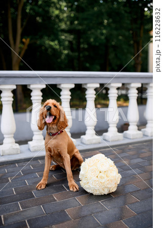 A spaniel with a wedding bouquet. Spaniel at the wedding. A dog with a bouquet of roses. 116228632