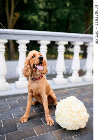 A spaniel with a wedding bouquet. Spaniel at the wedding. A dog with a bouquet of roses. 116228633