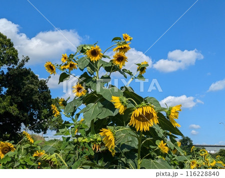 初夏の公園に咲く黄色いヒマワリの花 116228840