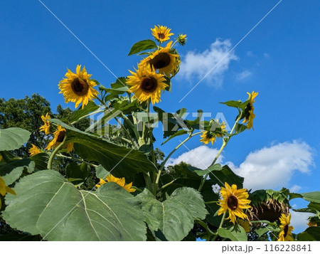 初夏の公園に咲く黄色いヒマワリの花 116228841