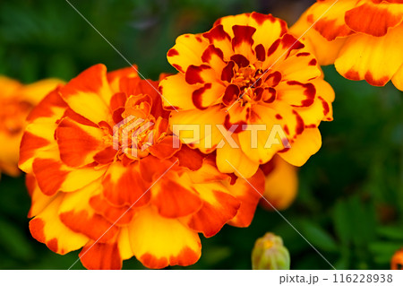 マリーゴールド マリーゴールド 116228938