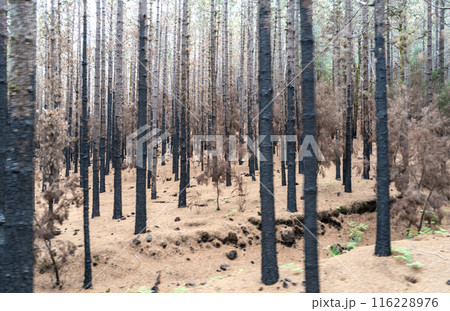 Foggy forest in mountains, mystical Tenerife road among black burnt trees, Canary pine, pinus canariensis 116228976