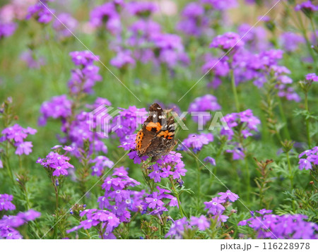 満開のヒメビジョザクラのとまるアカタテハ 116228978