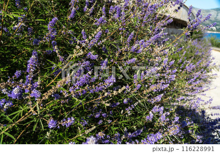 Vitex agnus-castus also called vitex, chaste tree or chastetree, chasteberry, Abraham's balm, lilac chastetree, or monk's pepper 116228991