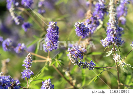 Vitex agnus-castus also called vitex, chaste tree or chastetree, chasteberry, Abraham's balm, lilac chastetree, or monk's pepper 116228992