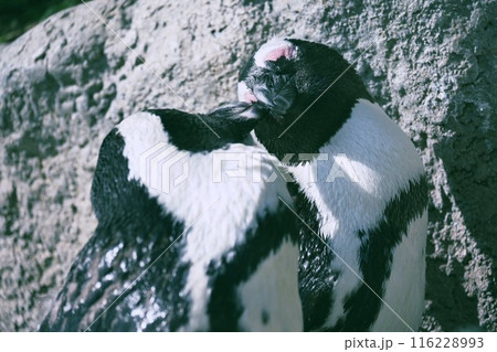 仲良くじゃれあっているペンギン 116228993
