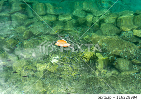 Many fish swarm around a piece of bread in clear green water, actively feeding, hungry small fishes 116228994