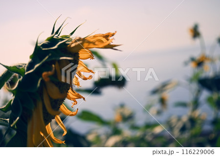 夕日に照らされるひまわり 夕日に照らされるひまわり 116229006
