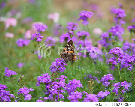 満開のヒメビジョザクラにとまるアカタテハ 116229068