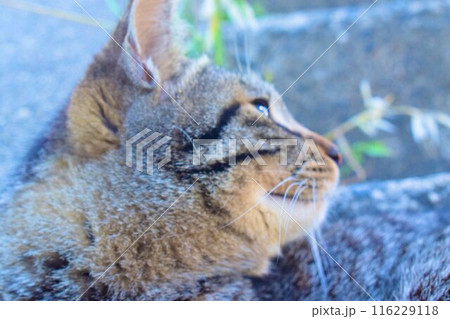 イケメンでかわいい猫の横顔 116229118