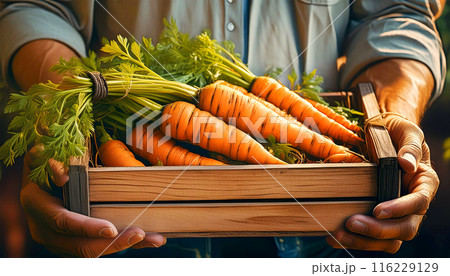 Hands of a Farmer Holding a Wooden Crate Full of Ripe Carrots - Generative Ai 116229129