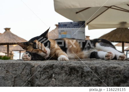 A stray cat rests on a stone ledge in Budva, Montenegro. Historic buildings background 116229135
