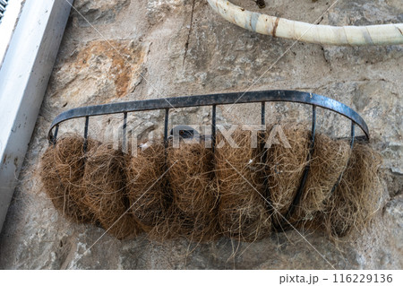 A city pigeon sits in a nest made of twigs and straw, placed in a metal frame attached to a stone wall 116229136