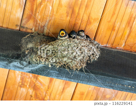 Baby birds, swallow chicks in nest under a wooden roof beam. The chicks are clustered together, open mouth ready for feeding 116229141