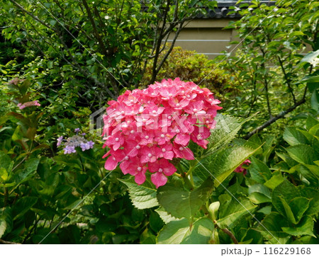 京都　梅宮大社　アジサイ　ピンクのアジサイ 116229168