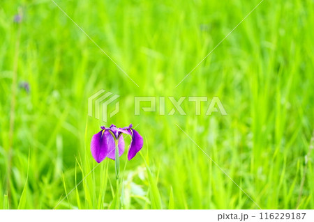緑の中に映える紫の花 緑の中に映える紫の花 116229187