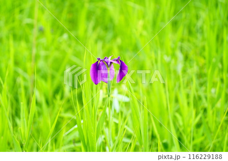 夏の野原に咲く紫色のノハナショウブの花 夏の野原に咲く紫色のノハナショウブの花 116229188
