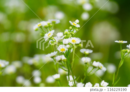 白い花 白い花 116229190