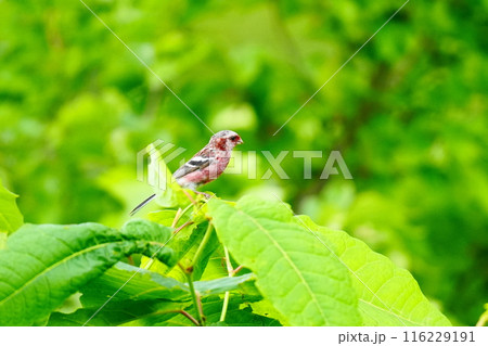 緑の葉に止まるベニマシコ 116229191