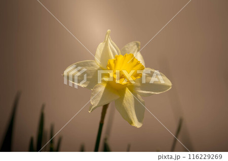春の光射す水仙の花～神秘～ 116229269