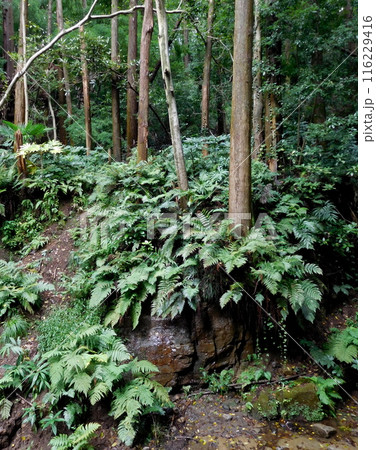 陣ヶ下渓谷の風景 116229416