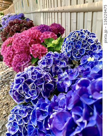 満開の紫陽花(日本のあじさい展) 〈形原温泉あじさいの里/愛知県蒲郡市〉 116229475