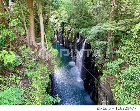 新緑の高千穂峡(五ヶ瀬川に注ぐ真名井の滝と両岸の柱状節理)〈宮崎県西臼杵郡高千穂町〉 116229477