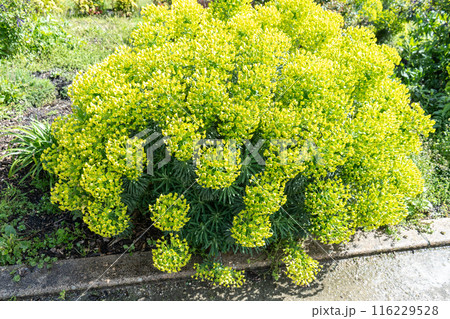 Mediterranean Spurge, Euphorbia characias wulfenii green flowers in natural sun light, spring floral garden 116229528