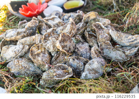 Fresh oysters pile on fish market in Essaouira medina port, sea food sale in Morocco 116229535