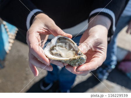 An open oyster in hands, fish market in Essaouira medina port, sea food sale in Morocco, 116229539
