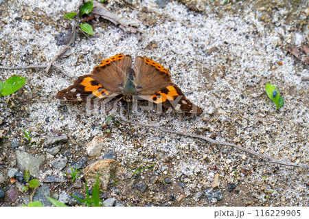 アカタテハ 116229905