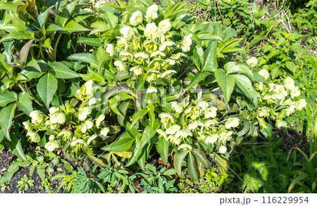 Hellebore, Christmas rose, Helleborus odorus green flowers in natural sun light, spring floral garden 116229954
