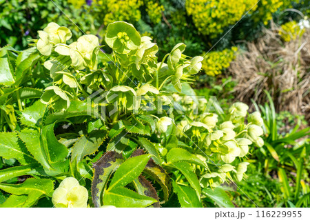 Mediterranean Spurge, Euphorbia characias wulfenii green flowers in natural sun light, spring floral garden 116229955