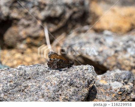 ダイセツタカネヒカゲ ダイセツタカネヒカゲ 116229958