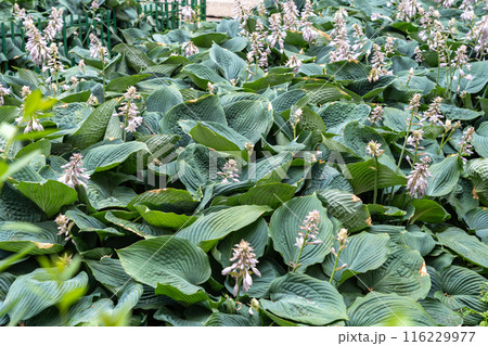 Hosta Flowers and Leaves Macro, Wet Hostas Leaf Nature Pattern, Funkia, Big Daddy Leaves, Plantain Lilies, 116229977